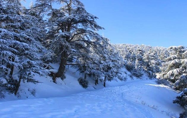 Le pays connaît ses 1res chutes de neige : Algérie la Blanche - L'Algérie  Aujourd'hui